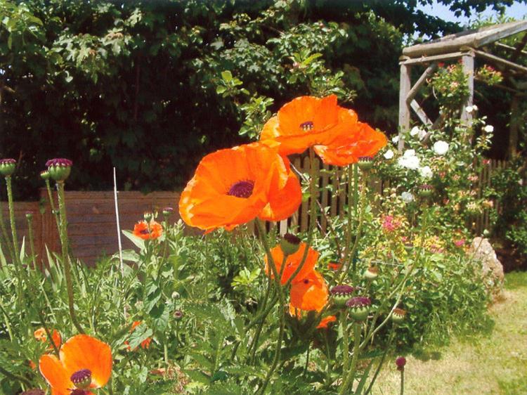 Wheelwrights Bed & Breakfast Abbotsbury Eksteriør bilde